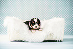 Bernese-Mountain-Dog-Australian-Shepherd Puppy