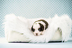 Bernese-Mountain-Dog-Australian-Shepherd Puppy