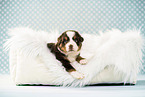 Bernese-Mountain-Dog-Australian-Shepherd Puppy