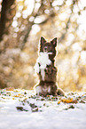Spitz-Mongrel in winter