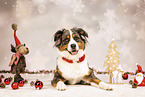 Bernese-Mountain-Dog-Australian-Shepherd