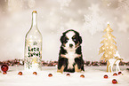 Bernese-Mountain-Dog-Australian-Shepherd Puppy