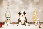 Bernese-Mountain-Dog-Australian-Shepherd Puppy