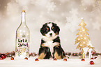 Bernese-Mountain-Dog-Australian-Shepherd Puppy