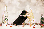 Bernese-Mountain-Dog-Australian-Shepherd Puppy