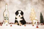 Bernese-Mountain-Dog-Australian-Shepherd Puppy