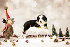 Bernese-Mountain-Dog-Australian-Shepherd Puppy
