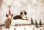 Bernese-Mountain-Dog-Australian-Shepherd Puppy