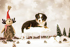 Bernese-Mountain-Dog-Australian-Shepherd Puppy