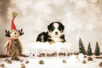 Bernese-Mountain-Dog-Australian-Shepherd Puppy