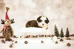 Bernese-Mountain-Dog-Australian-Shepherd Puppy