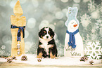 Bernese-Mountain-Dog-Australian-Shepherd Puppy
