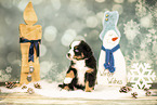Bernese-Mountain-Dog-Australian-Shepherd Puppy