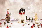 Havanese-Tibetan-Terrier in studio