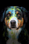 male mongrel