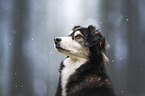 male mongrel