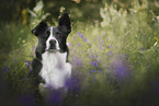 Border-Collie-Mongrel