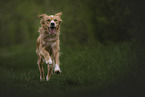 Golden-Retriever-Mongrel
