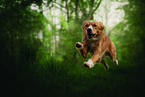 Golden-Retriever-Mongrel
