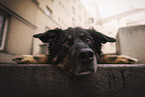 Shepherd-Mongrel