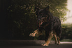Shepherd-Mongrel