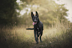 Shepherd-Mongrel