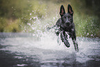 Shepherd-Mongrel