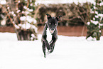 Staffordshire-Terrier-Mongrel