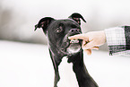 Staffordshire-Terrier-Mongrel