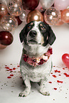 Dachshund-Mongrel