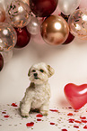 Havanese-Mongrel