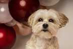 Havanese-Mongrel