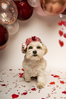 Havanese-Mongrel