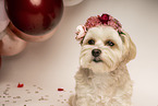 Havanese-Mongrel