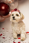 Havanese-Mongrel