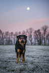 Australian-Shepherd-Labrador-Retriever