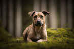 Dachshund-Mongrel