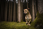 Dachshund-Mongrel