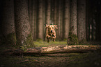 Dachshund-Mongrel
