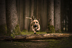 Dachshund-Mongrel