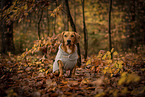 Dachshund-Mongrel