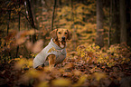 Dachshund-Mongrel