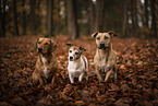 Mongrels