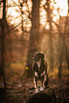 male mongrel
