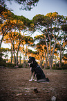 male mongrel