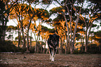 male mongrel