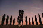 male mongrel