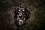 male mongrel