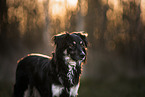 male mongrel