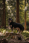male mongrel